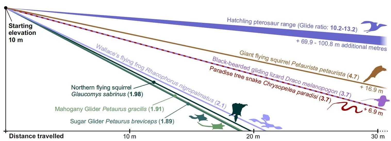 Baby Pterosaurs Were Excellent Fliers and Occupied Different Niches ...