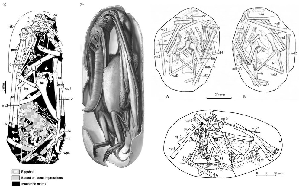 Baby Pterosaurs Were Excellent Fliers and Occupied Different Niches ...
