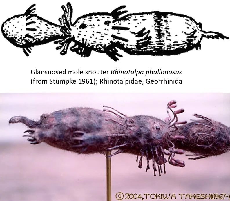 The Snouters or Rhinogradentians, a Brief Review — Tetrapod Zoology