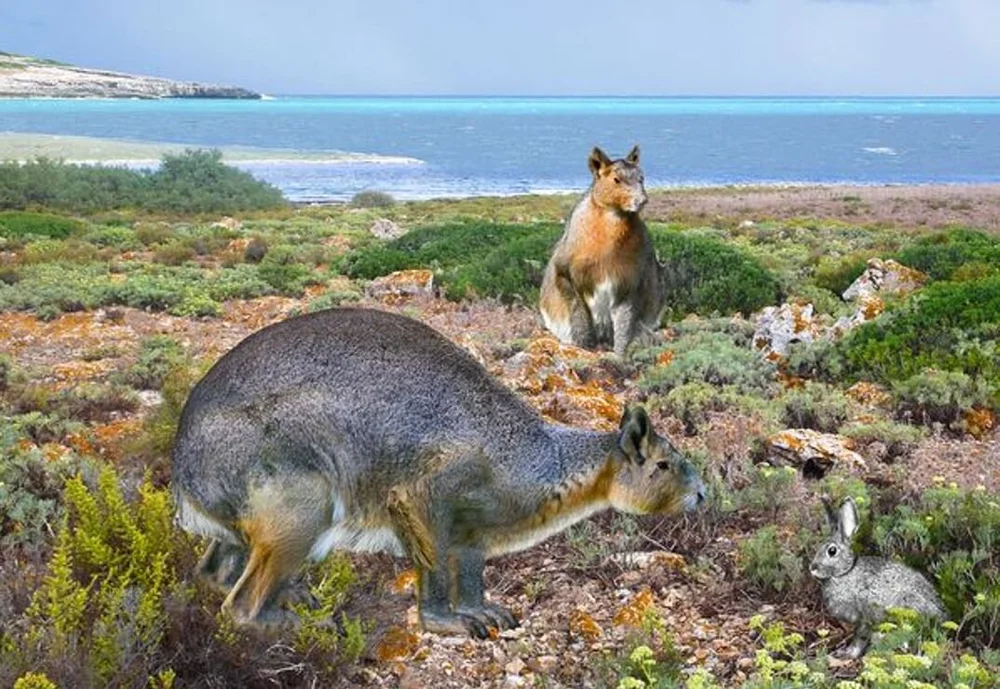You Have Your Giant Fossil Rabbit Neck All Wrong, Redux — Tetrapod Zoology
