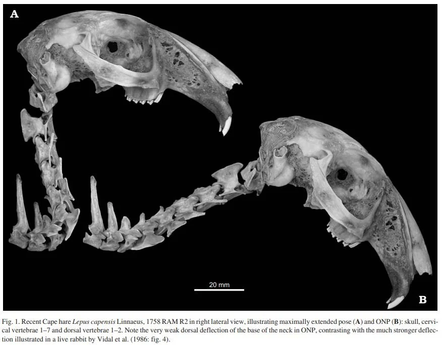 You Have Your Giant Fossil Rabbit Neck All Wrong, Redux — Tetrapod Zoology