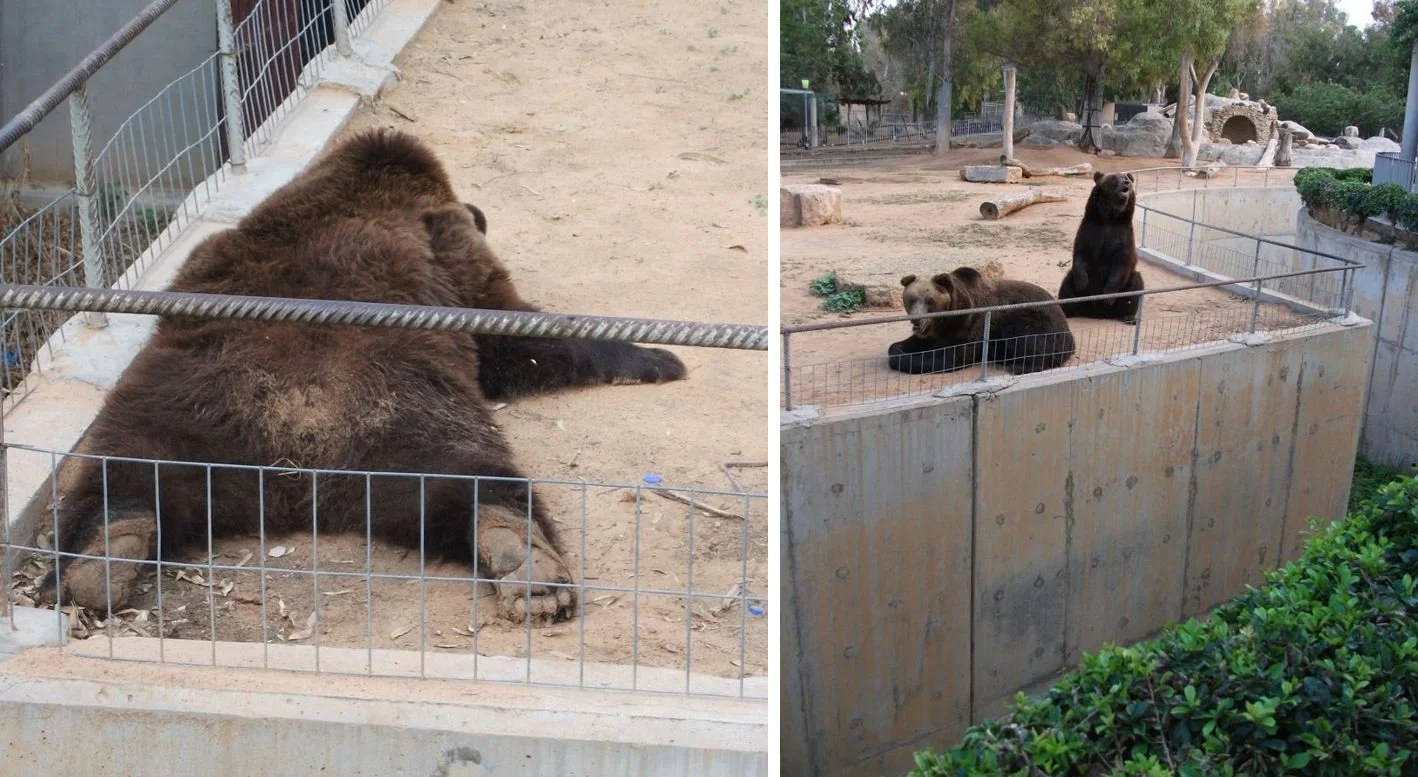 TetZoo Reviews Zoos Tripoli Zoo in Libya — Tetrapod Zoology