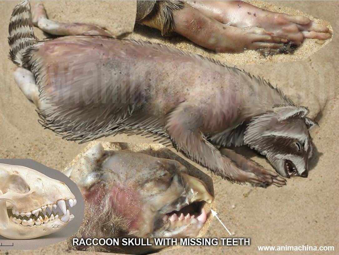 What Was the Montauk Monster? A Look Back to 2008 — Tetrapod Zoology