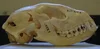 What Was the Montauk Monster? A Look Back to 2008 — Tetrapod Zoology