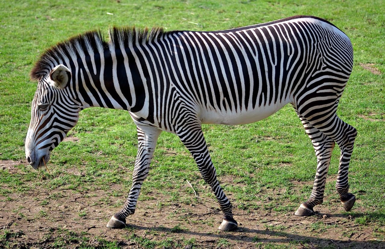 The Slightly Surprising Diversity of Zebras, Part 2 — Tetrapod Zoology