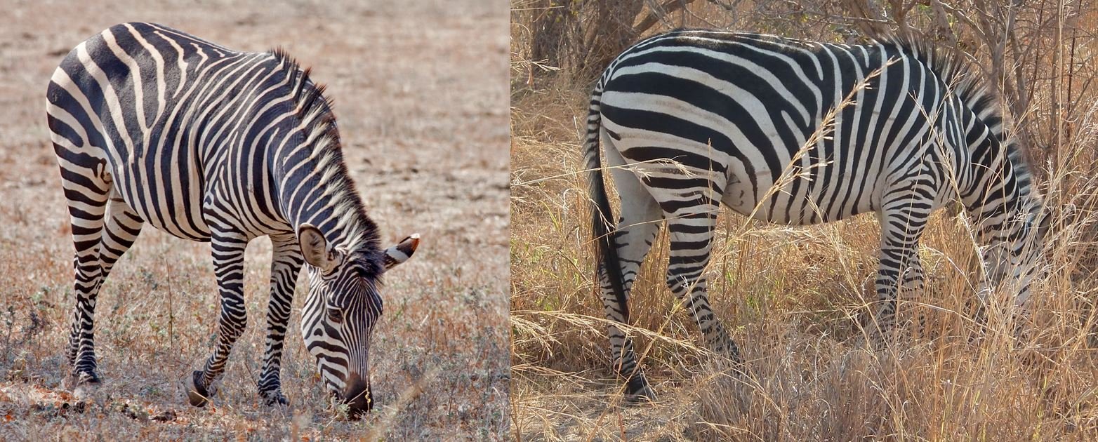 The Slightly Surprising Diversity of Zebras, Part 1 — Tetrapod Zoology