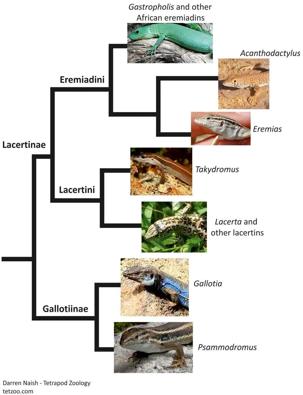 Mader's Reptile and Amphibian 獣医　エキゾチック Mader's Reptile and Amphibian Medicine and Surgery