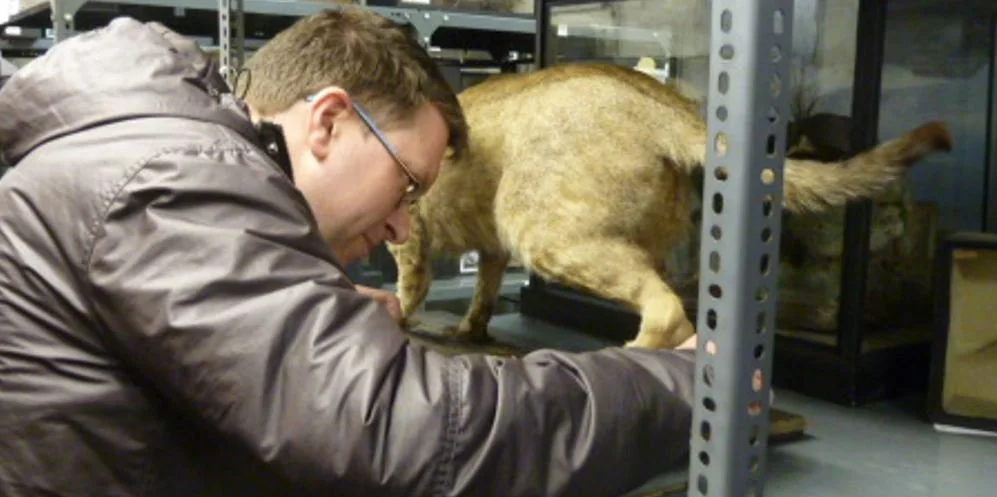 Meeting the Hayling Island Jungle cat — Tetrapod Zoology