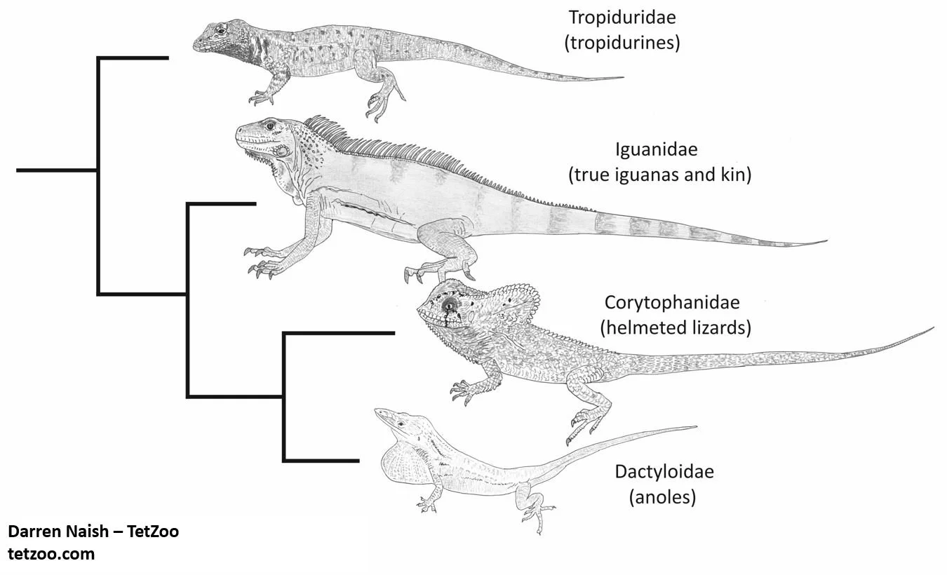 The Remarkable Basilisks — Tetrapod Zoology