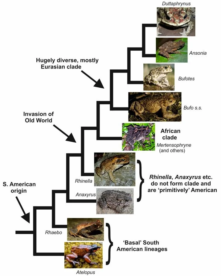 Small Obscure African Toads; Toads Part 14 — Tetrapod Zoology