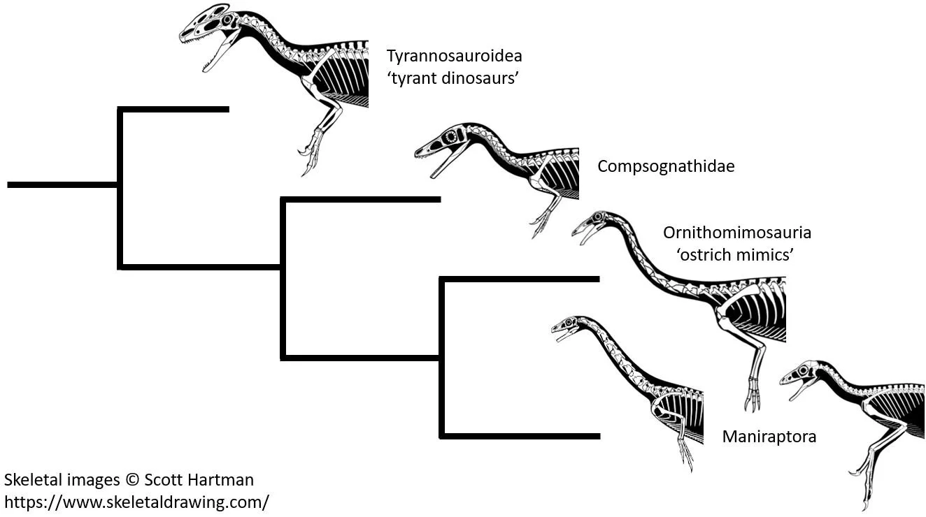 Darren Naish on X: A common criticism from those who know something of the  sauropod fossil record (myself included) is that the mokele-mbembe isn't  consistent with what we know of sauropods today.