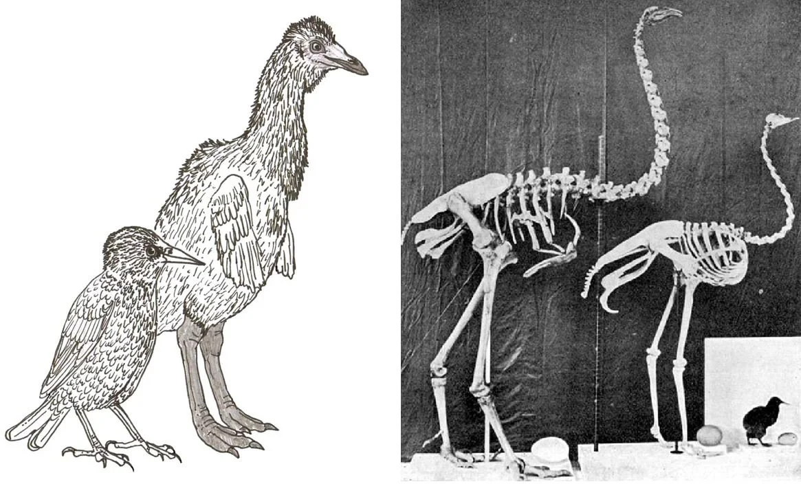 Darren Naish on X: A common criticism from those who know something of the  sauropod fossil record (myself included) is that the mokele-mbembe isn't  consistent with what we know of sauropods today.