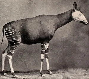 The Discovery of the Okapi, Part 1 — Tetrapod Zoology
