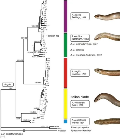 Record-Holding Champion Giant Slow-Worms — Tetrapod Zoology