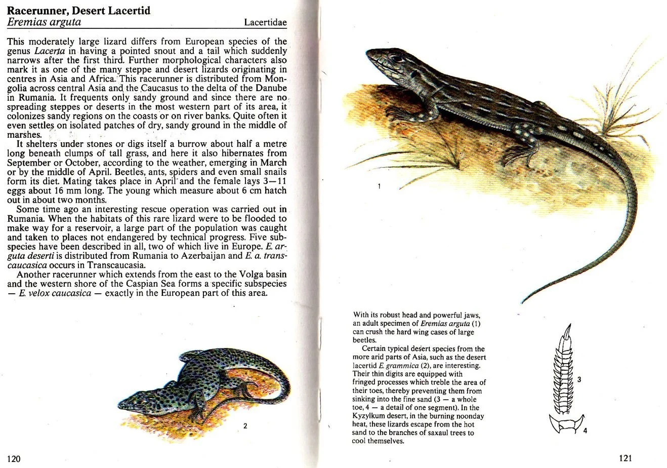 Racerunner Lizards of the World Unite, New for 2025! — Tetrapod