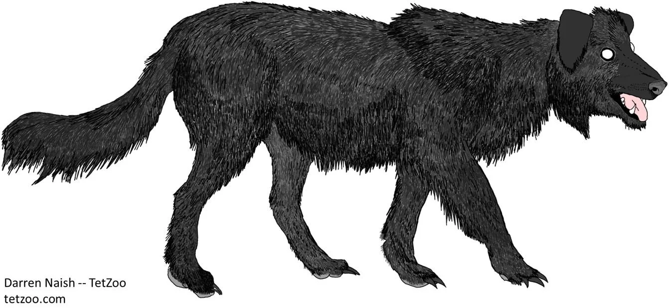Legend of the Black Dog — Tetrapod Zoology