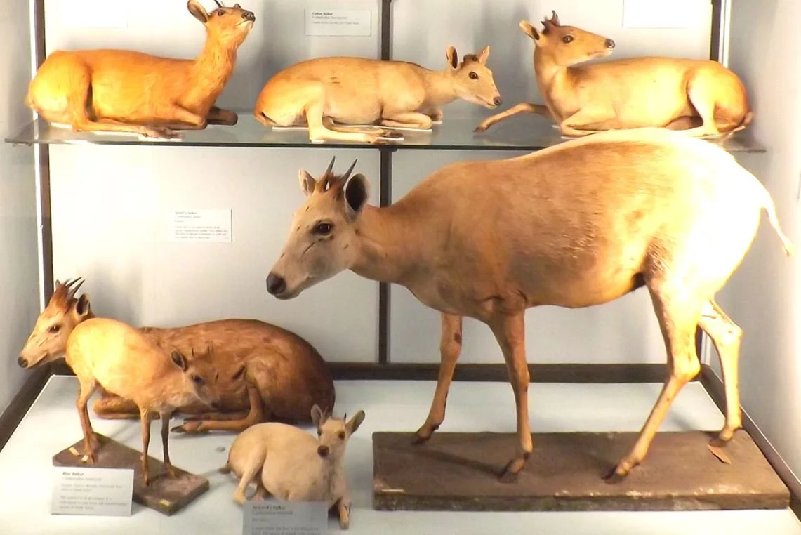 Suddenly -- Duikers! — Tetrapod Zoology