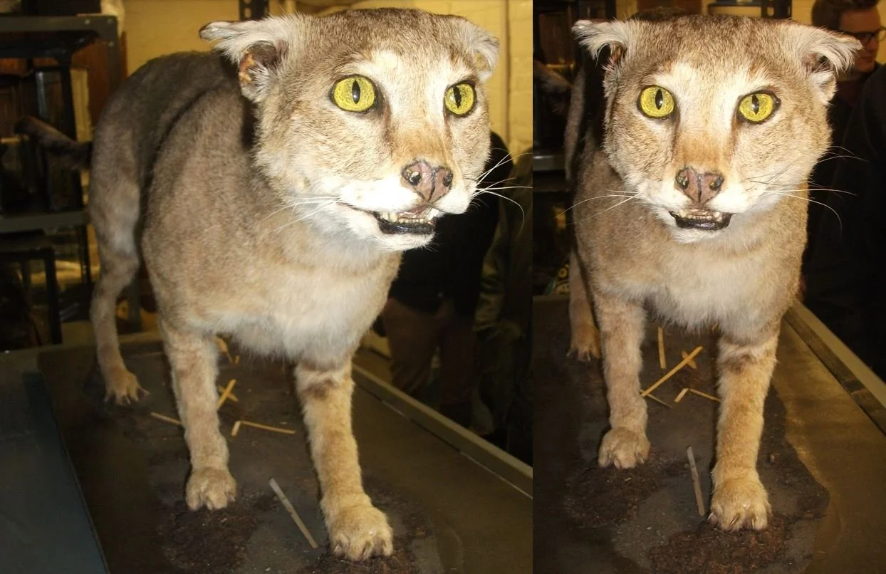 Meeting the Hayling Island Jungle cat — Tetrapod Zoology