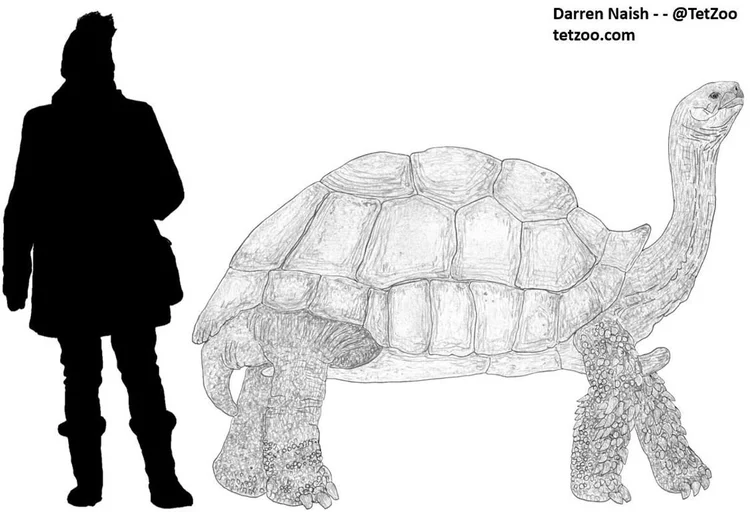 World Turtle Day 2025! — Tetrapod Zoology