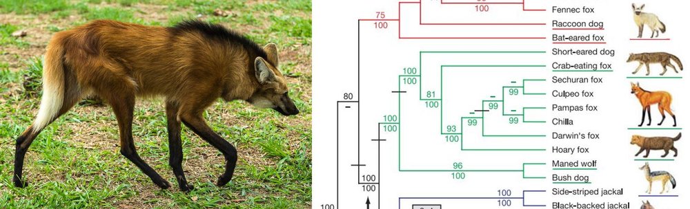 The Incredible South American Maned Wolf