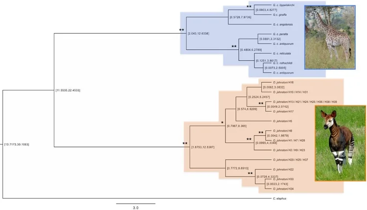 The Discovery of the Okapi, Part 2 — Tetrapod Zoology