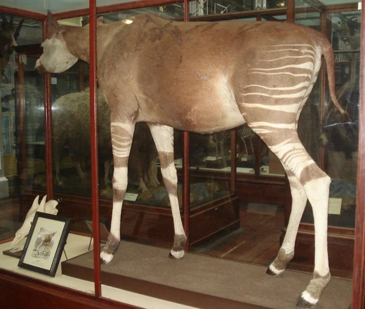 The Discovery of the Okapi, Part 1 — Tetrapod Zoology