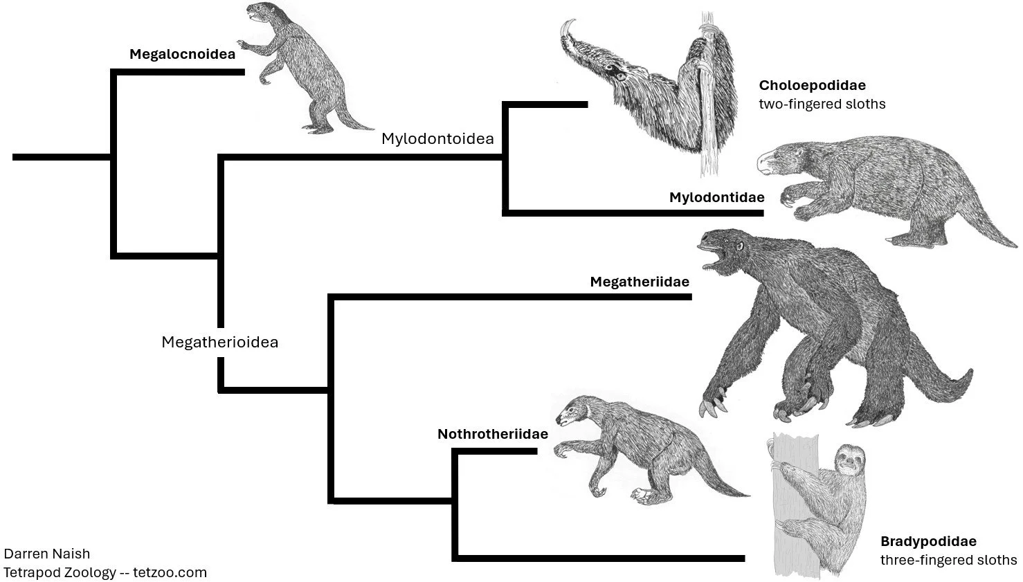 Sloth Relatives Sloth World, 2025 (Part 1) — Tetrapod Zoology