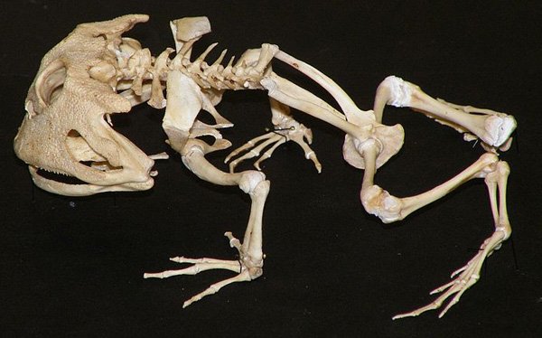 The Remarkably Weird Skeletons of Frogs — Tetrapod Zoology