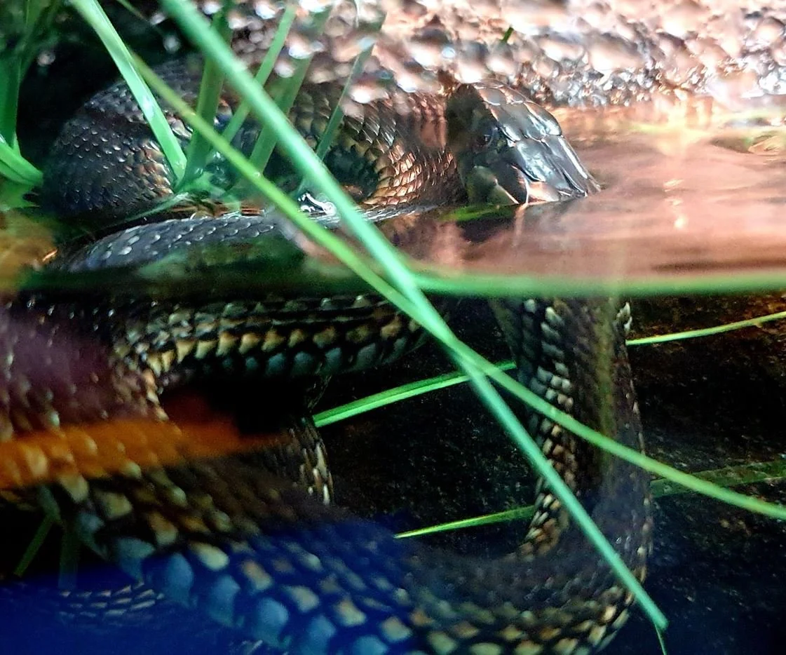 Meeting Lake Zacapu’s Garter Snake — Tetrapod Zoology