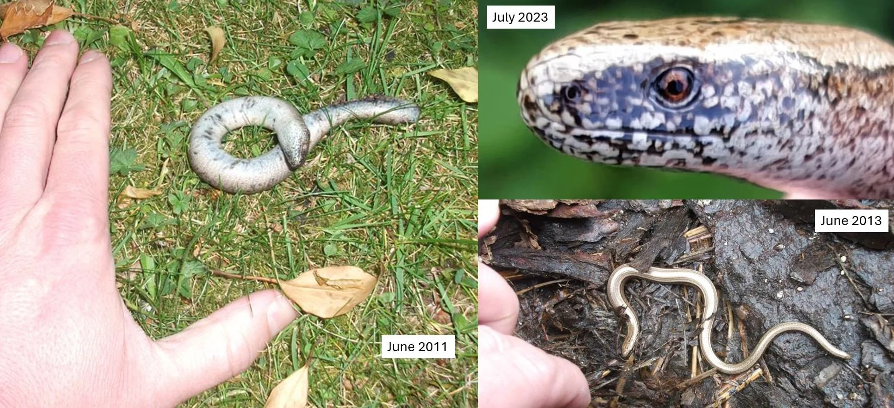 Record-Holding Champion Giant Slow-Worms — Tetrapod Zoology