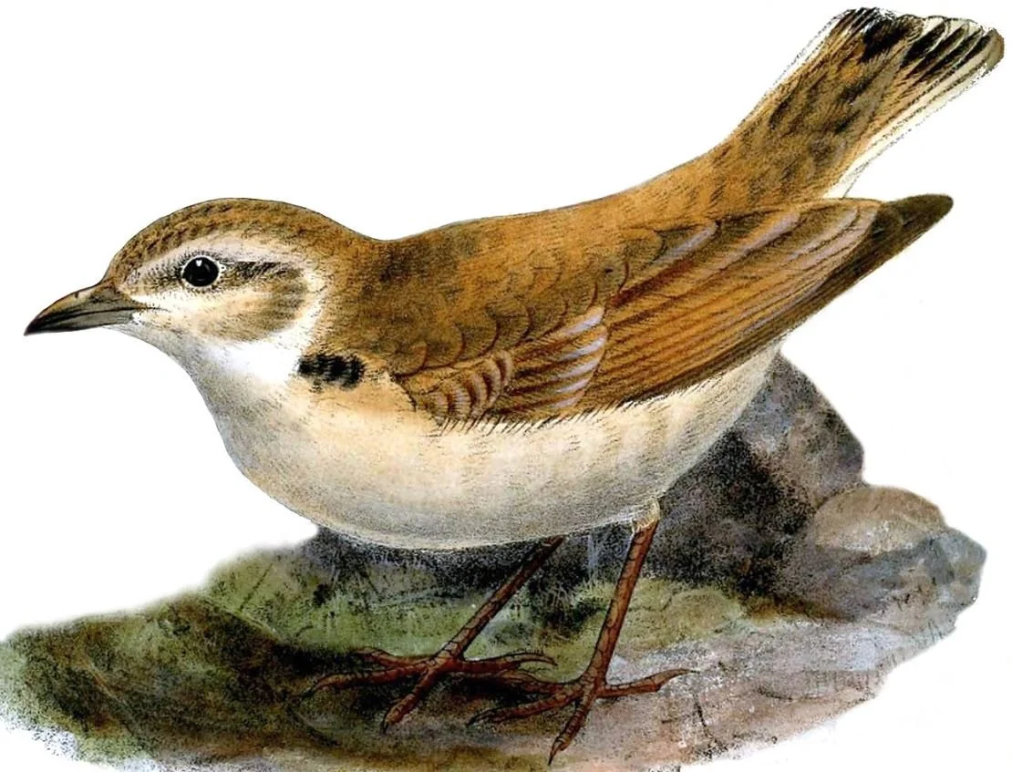 A History of Larks: Twists and Turns and Overlooked Convergence ...