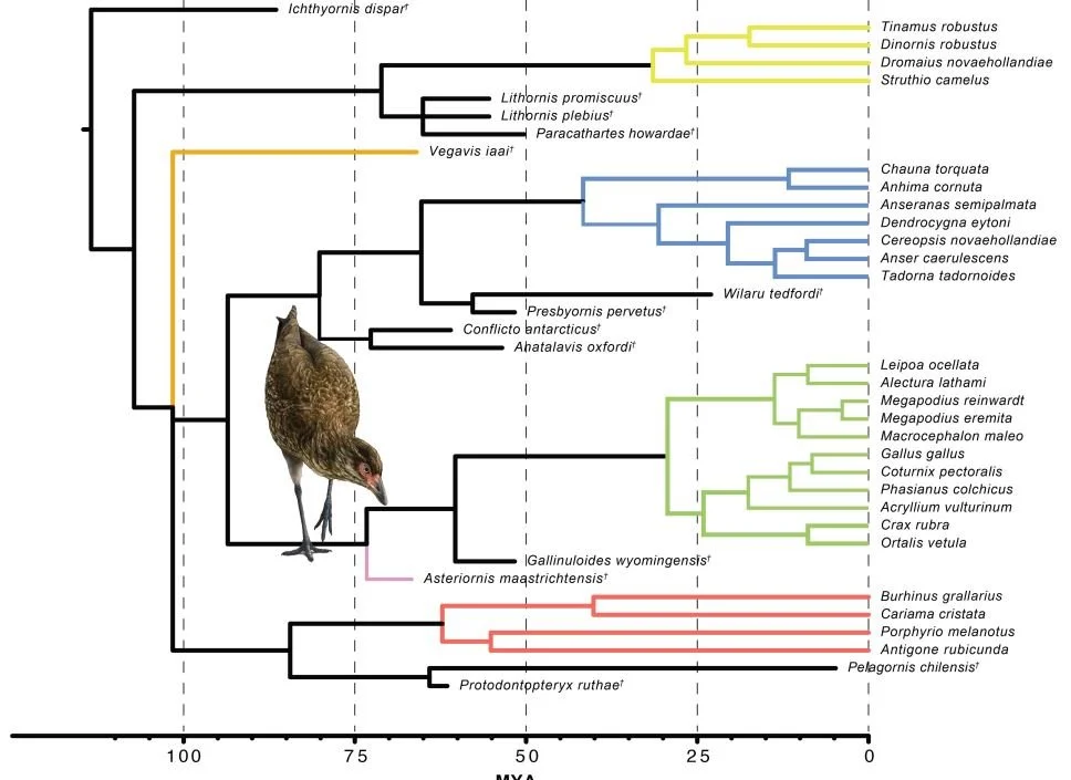Alan Feduccia’s Romancing the Birds and Dinosaurs: Forays in Postmodern ...