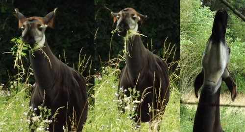 The Discovery of the Okapi, Part 2 — Tetrapod Zoology