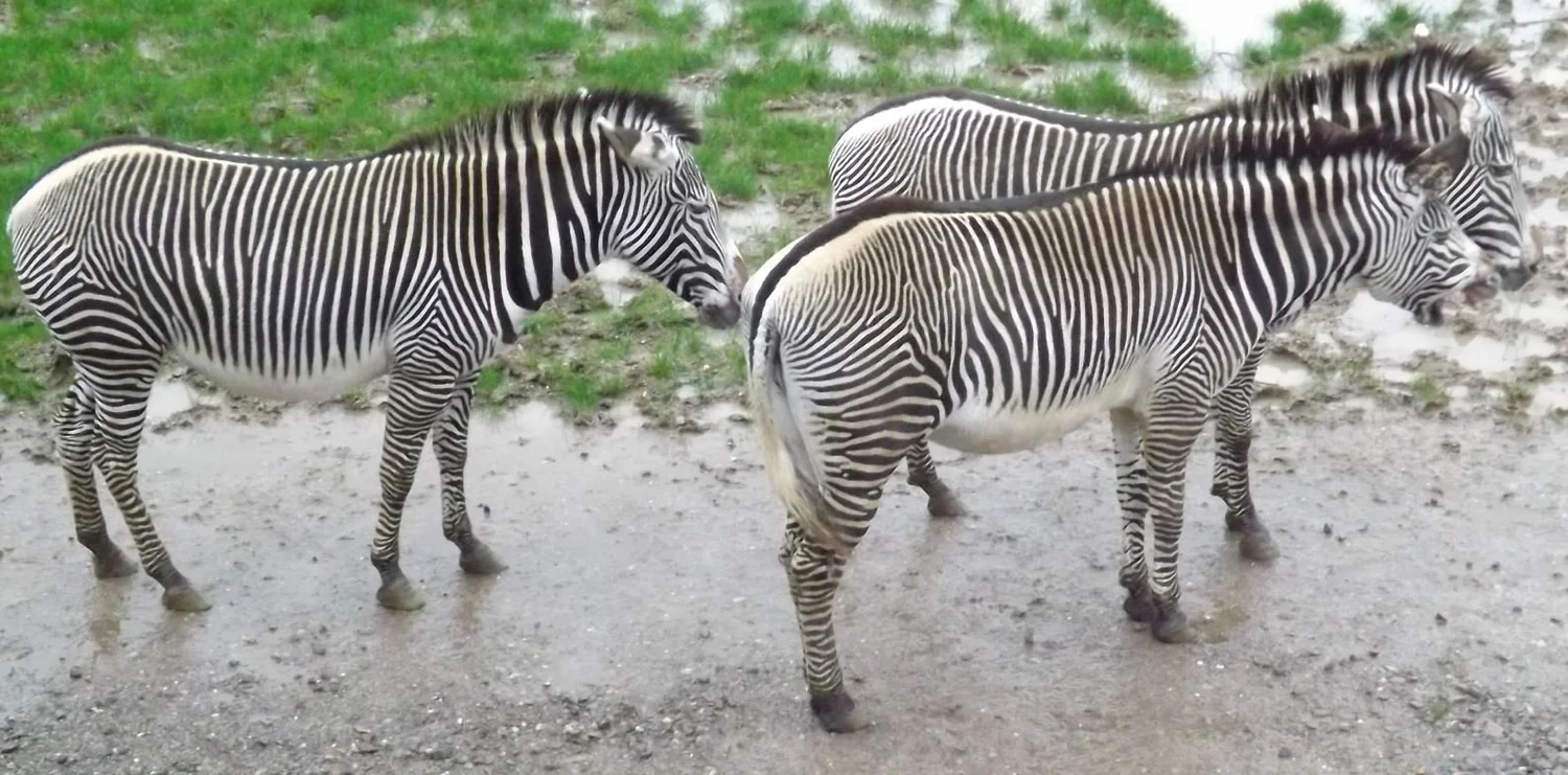 The Slightly Surprising Diversity of Zebras, Part 2 — Tetrapod Zoology