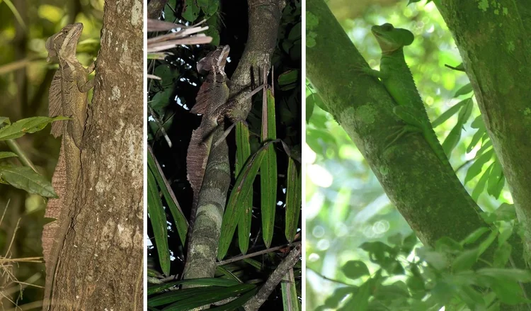 The Remarkable Basilisks — Tetrapod Zoology
