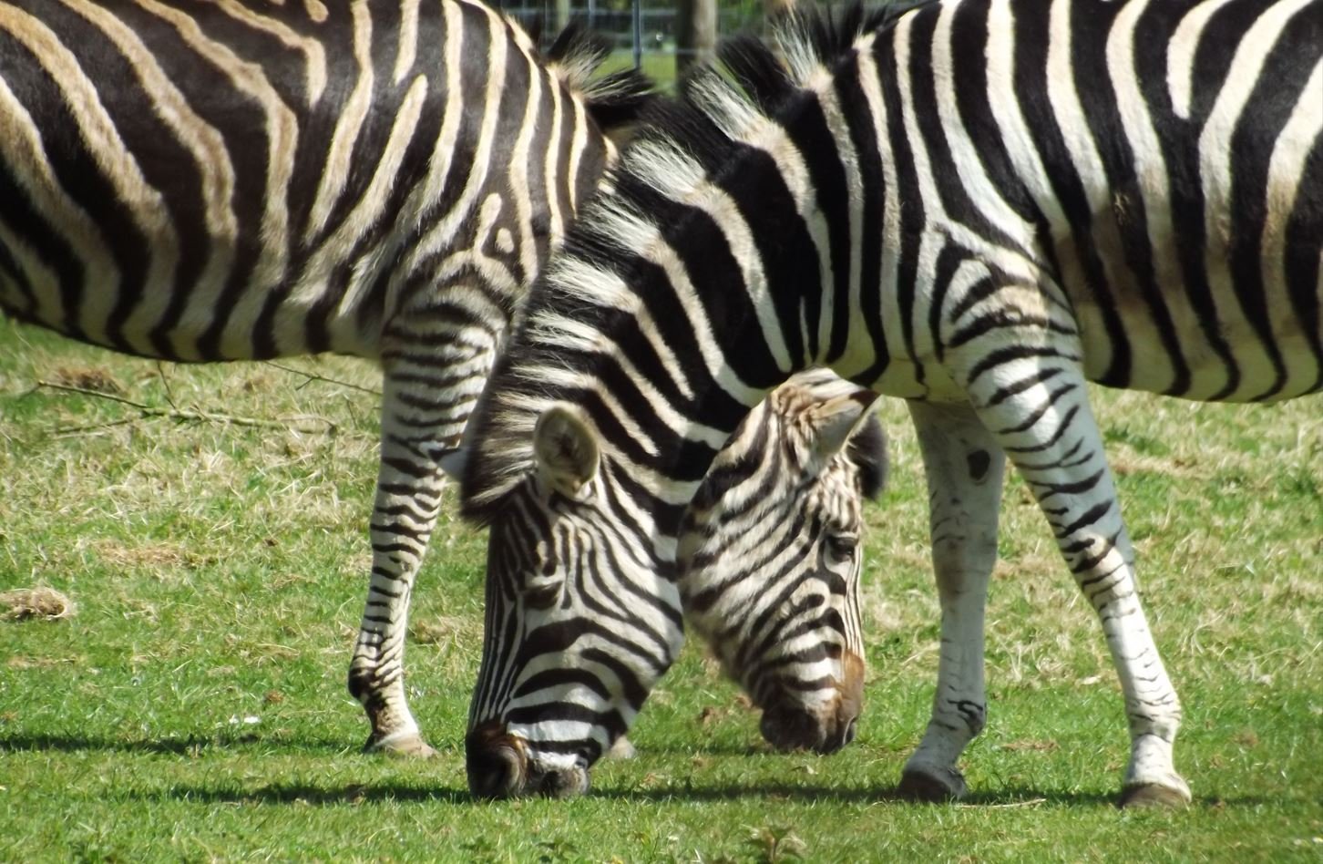 The Slightly Surprising Diversity of Zebras, Part 1 — Tetrapod Zoology