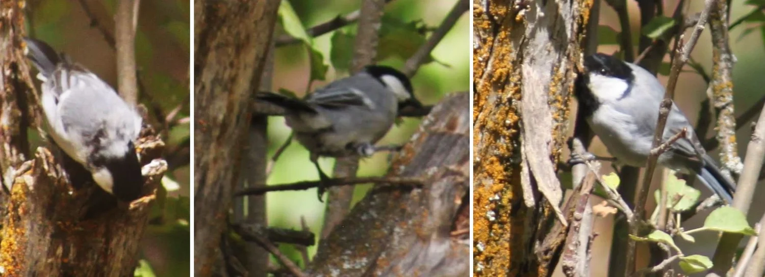 Birdwatching in Tajikistan, Part 2 — Tetrapod Zoology