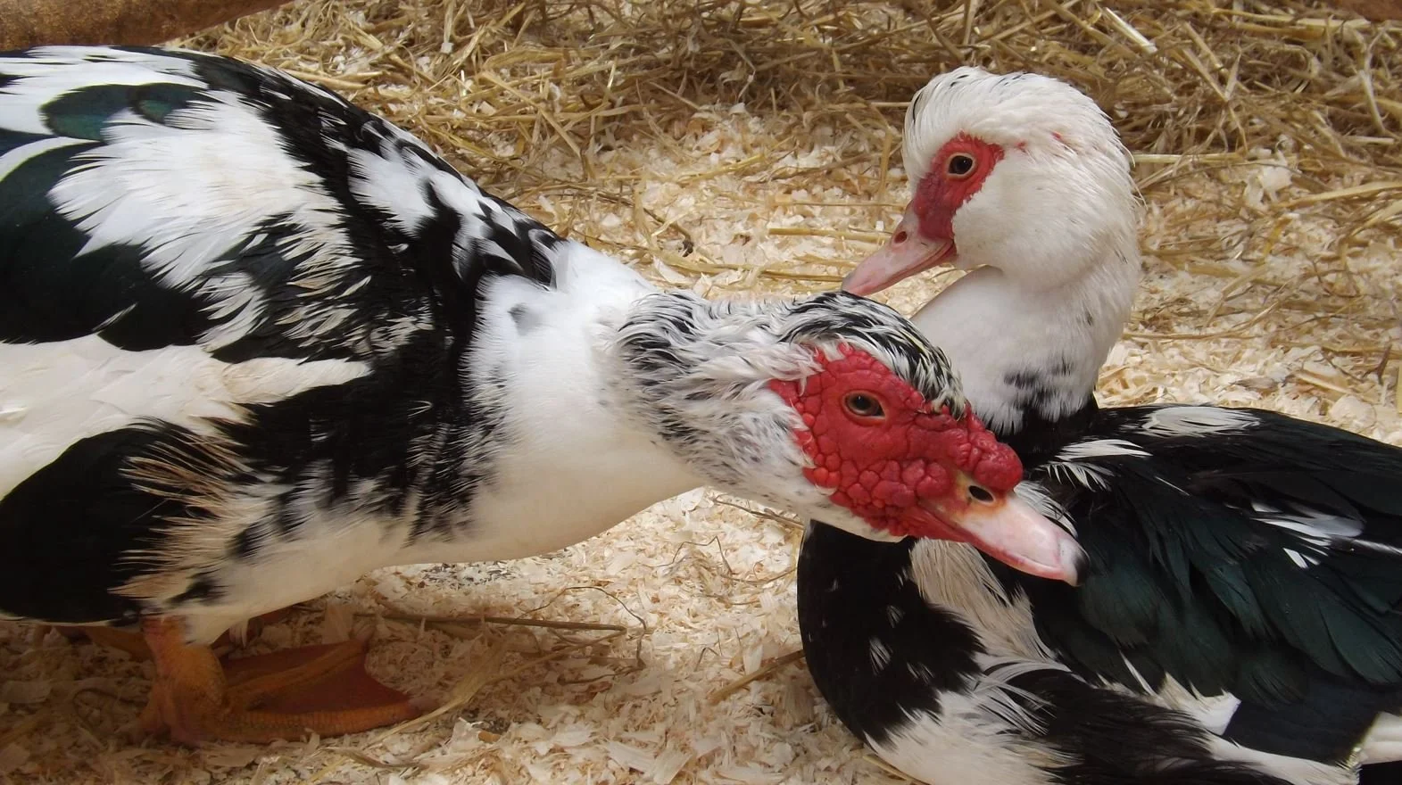 The Remarkable Muscovy Duck — Tetrapod Zoology