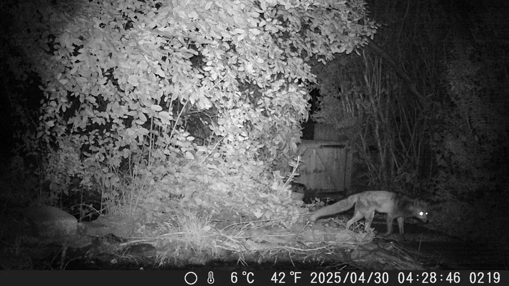 Suburban Camera Trapping, Week 1 — Tetrapod Zoology