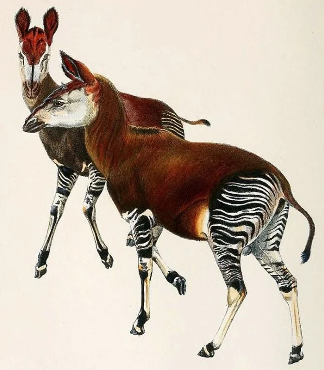 The Discovery of the Okapi, Part 1 — Tetrapod Zoology