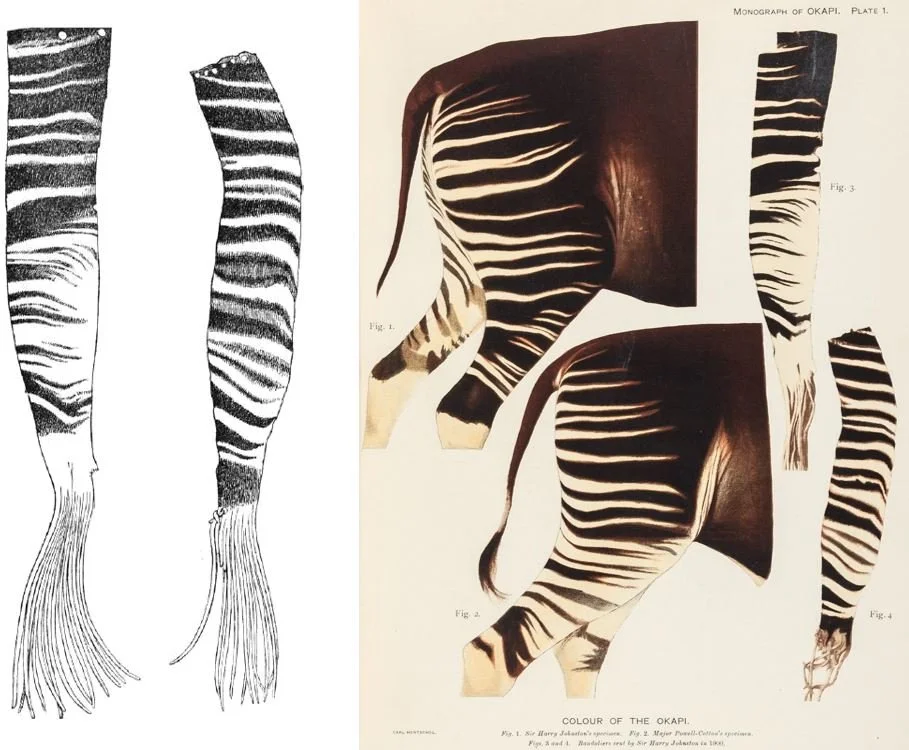 The Discovery of the Okapi, Part 1 — Tetrapod Zoology