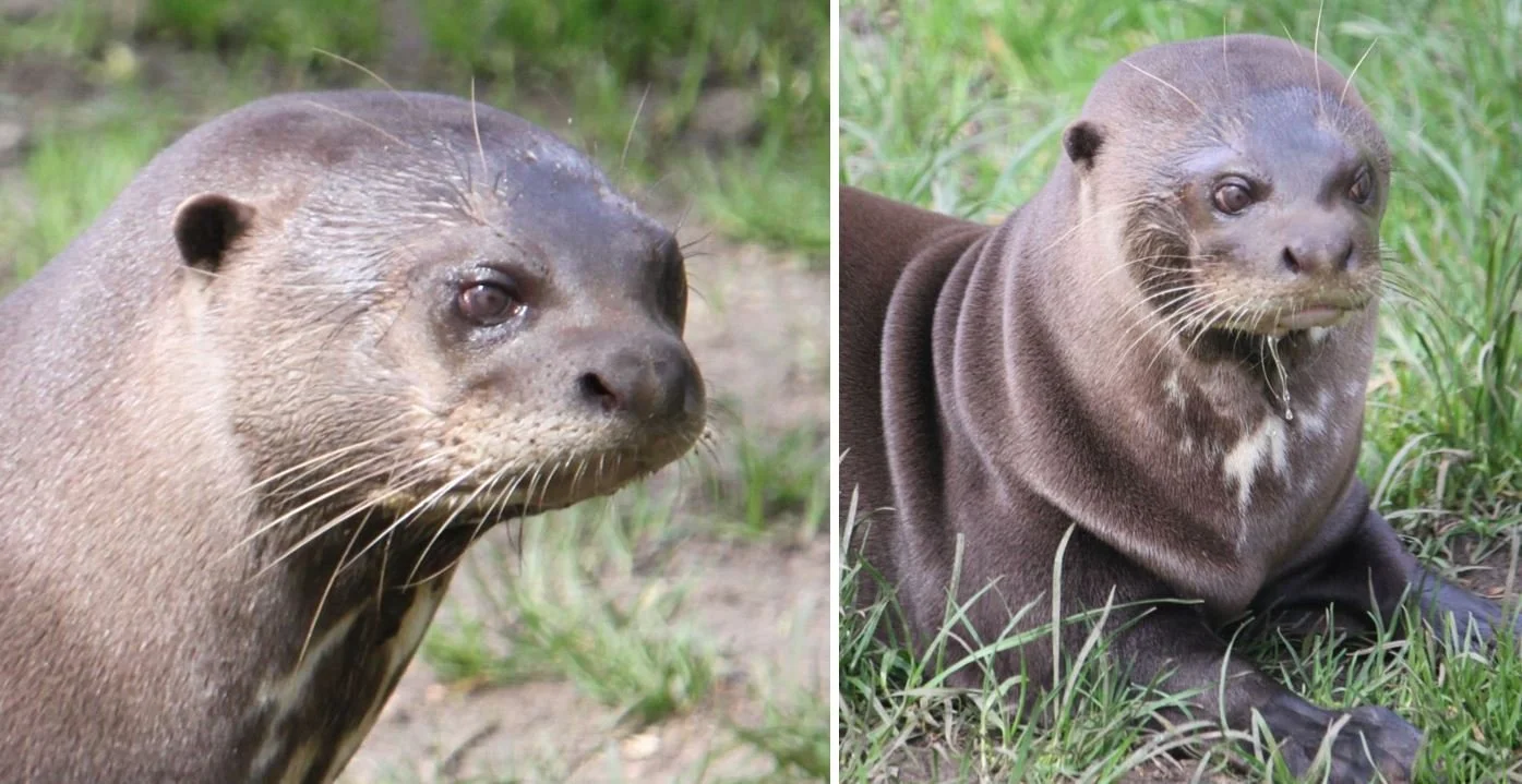 Tet Zoo Reviews Zoos: New Forest Wildlife Park — Tetrapod Zoology