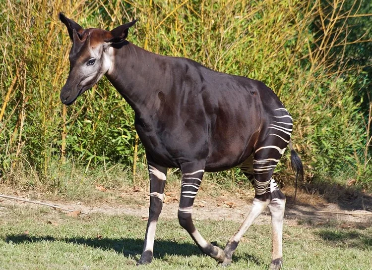 The Discovery of the Okapi, Part 2 — Tetrapod Zoology
