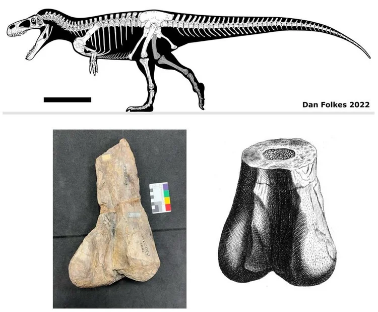 Robert Plot’s Lost Dinosaur Bone — Tetrapod Zoology