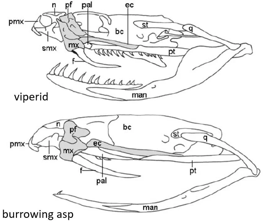 Side-Stabbing Stiletto Snakes, Redux for 2024 — Tetrapod Zoology