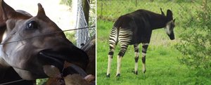 The Discovery of the Okapi, Part 1 — Tetrapod Zoology