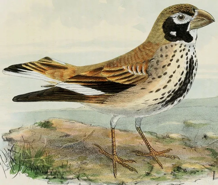 A History of Larks: Twists and Turns and Overlooked Convergence ...