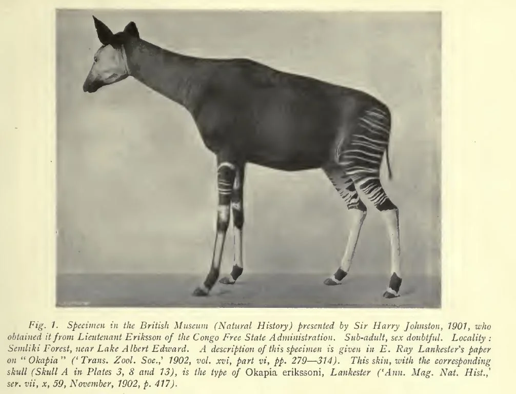 The Discovery of the Okapi, Part 2 — Tetrapod Zoology