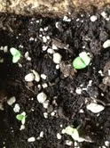 Basil sprouting. 