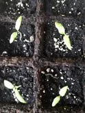 Close up on sprouting tomatoes. 